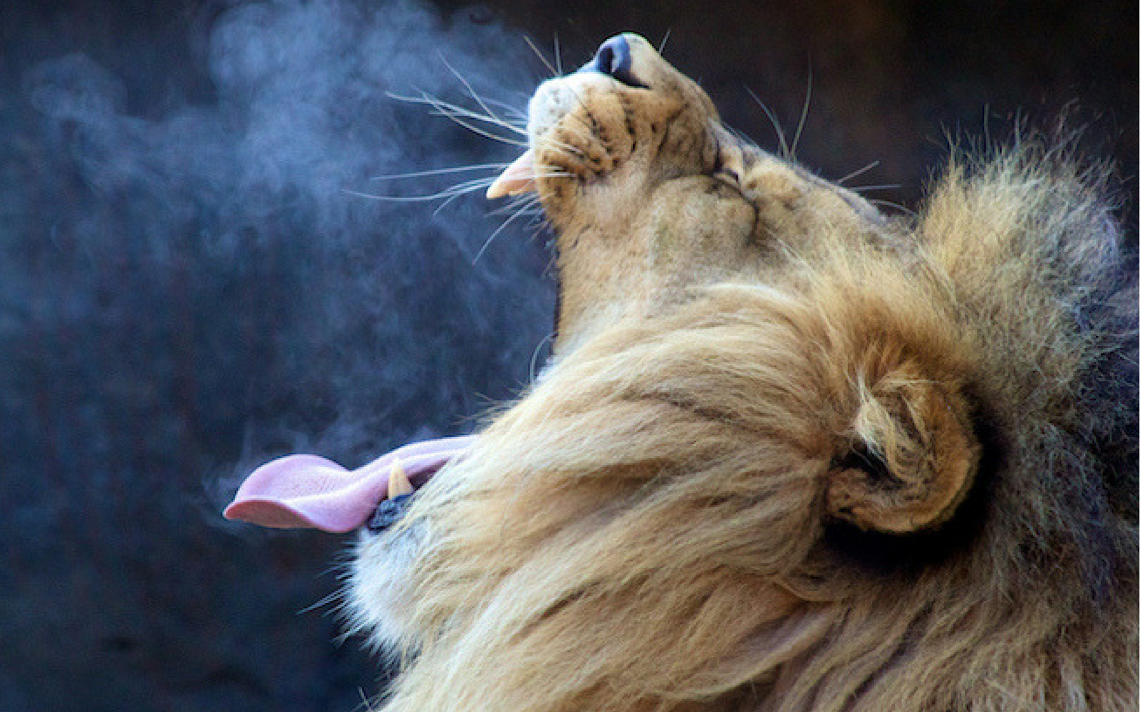 Красивый лев. Было не посебе. Как дышит лев. Дыхательное упражнение лев. Презентация про животных лев.
