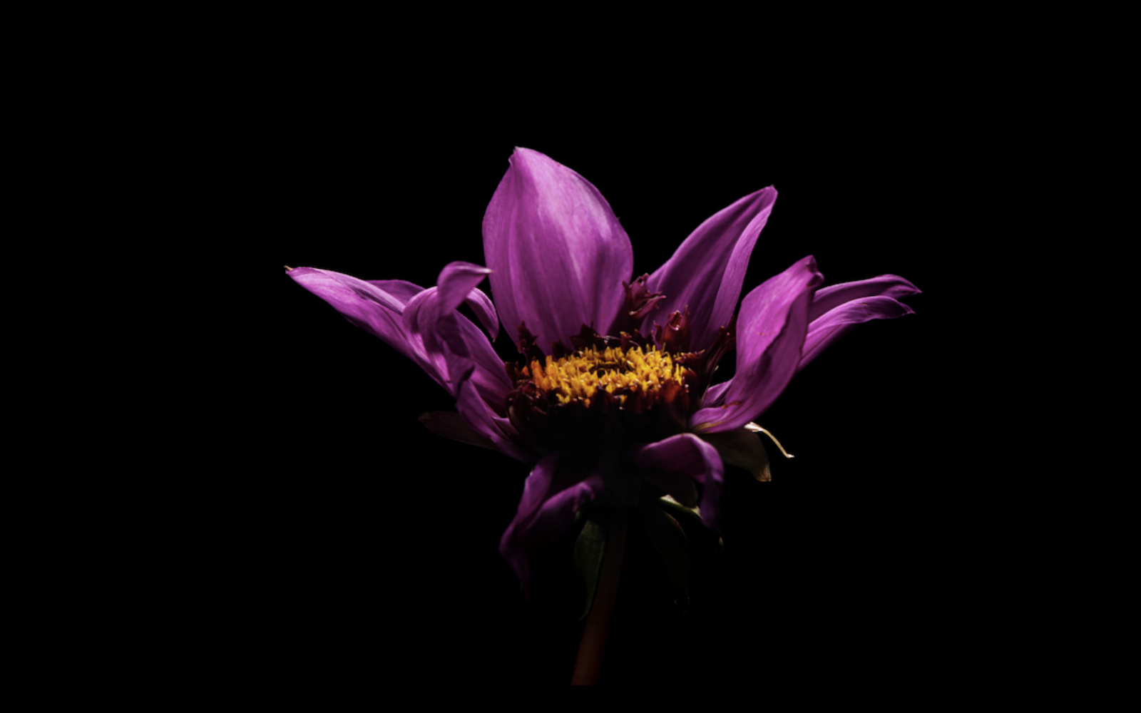 Interflora fik bøde på 20.000 kr. for at sende spam til én forbruger